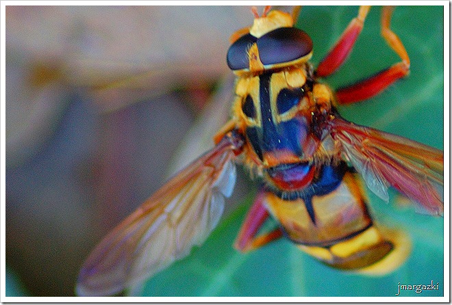 Jmargazki MASCARAS